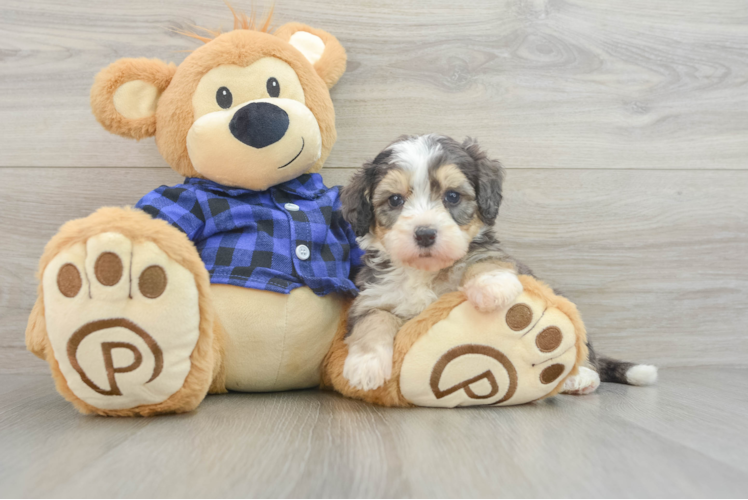 Best Mini Bernedoodle Baby