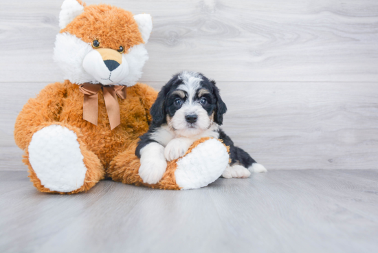 Mini Bernedoodle Puppy for Adoption