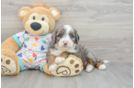 Adorable Mini Bernesedoodle Poodle Mix Puppy