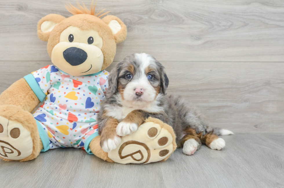 6 week old Mini Bernedoodle Puppy For Sale - Premier Pups