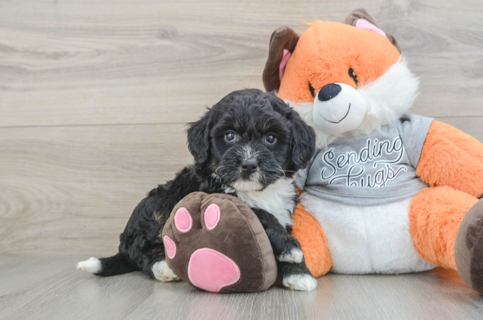 6 week old Mini Bernedoodle Puppy For Sale - Premier Pups