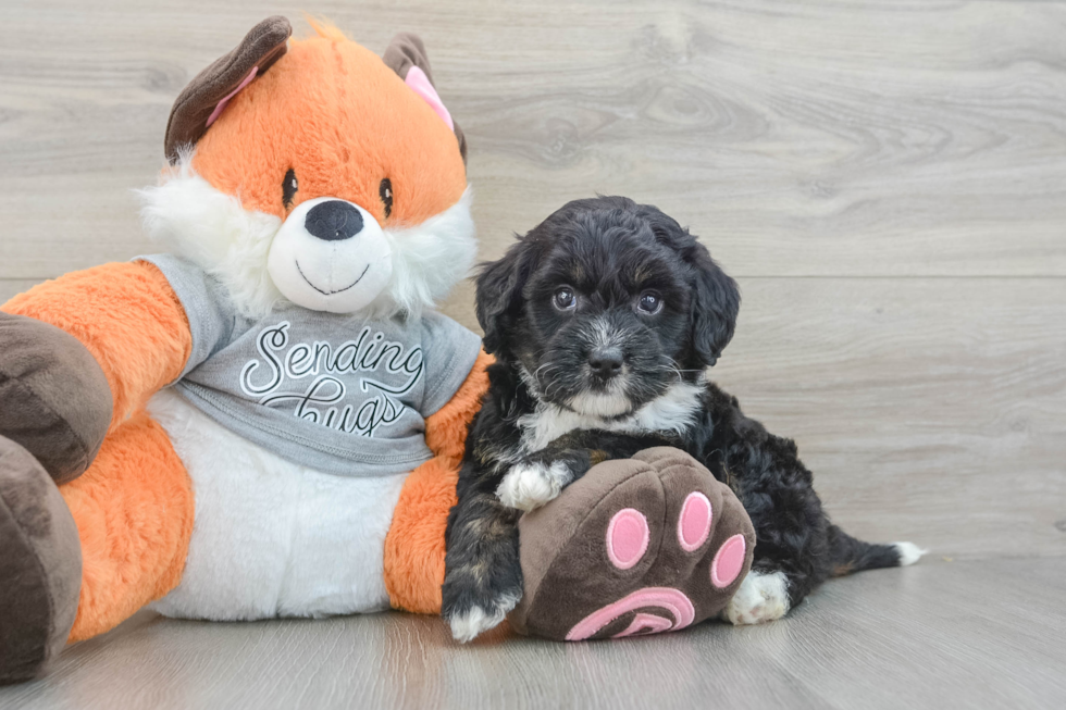 Fluffy Mini Bernedoodle Poodle Mix Pup