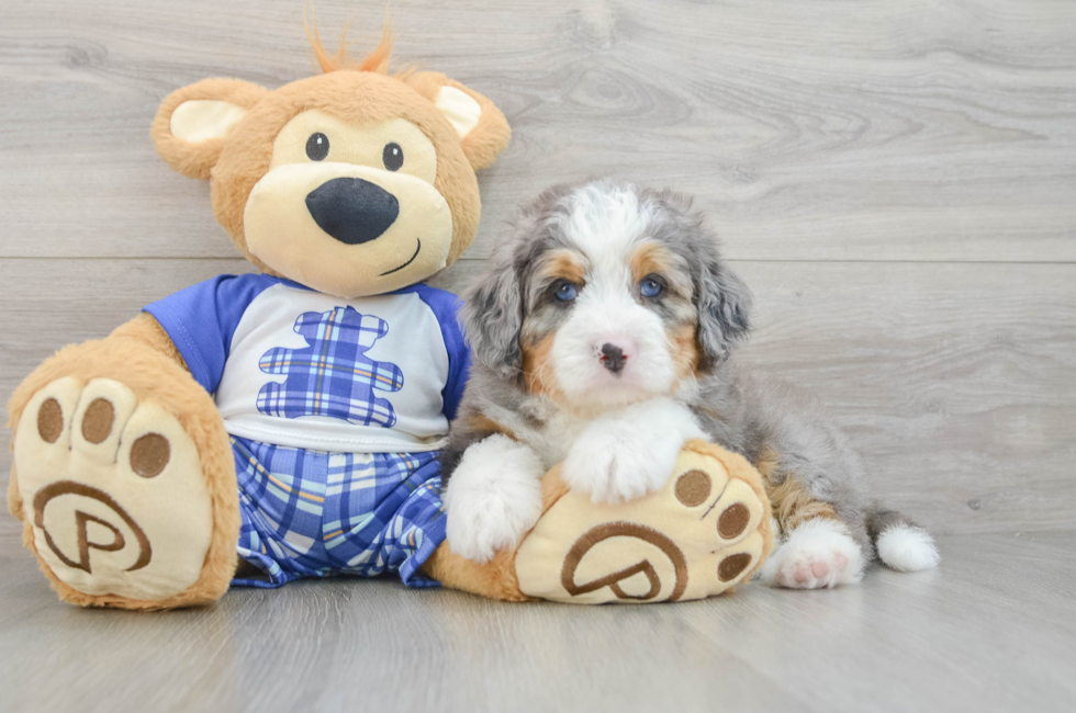 5 week old Mini Bernedoodle Puppy For Sale - Premier Pups
