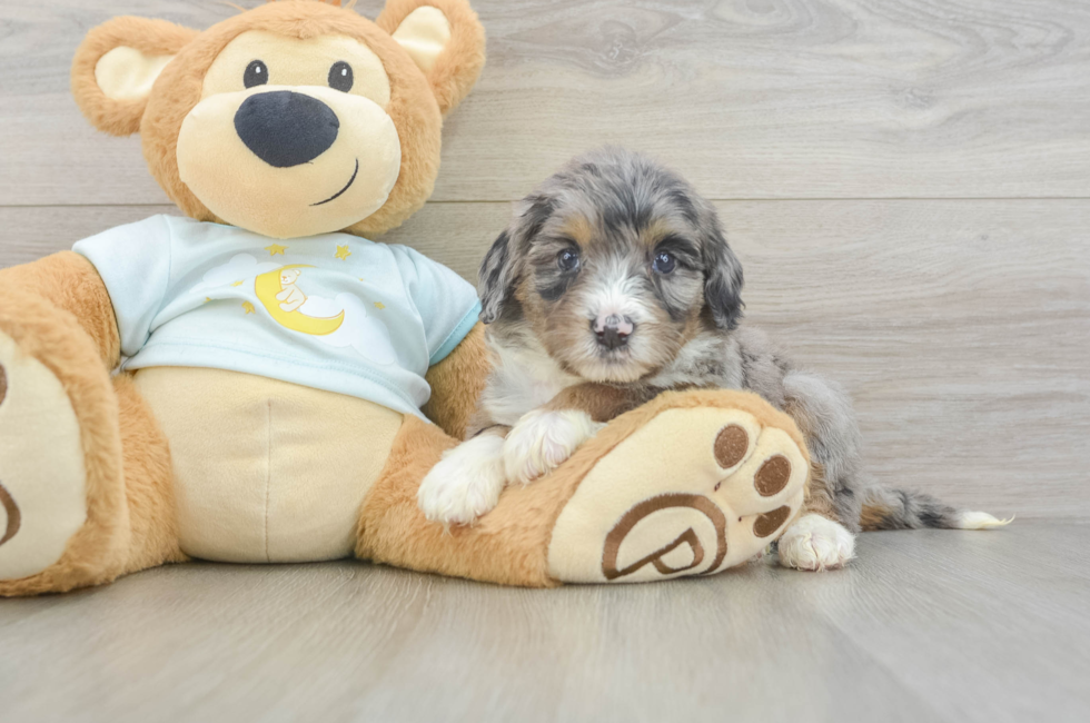 5 week old Mini Bernedoodle Puppy For Sale - Premier Pups