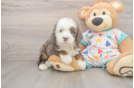 Fluffy Mini Bernedoodle Poodle Mix Pup