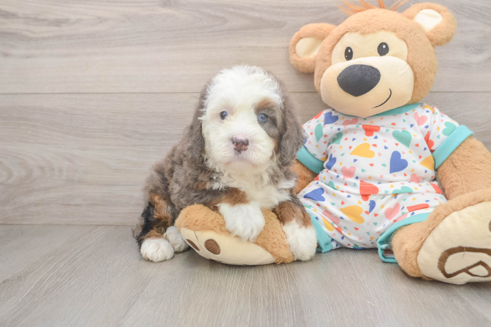Fluffy Mini Bernedoodle Poodle Mix Pup