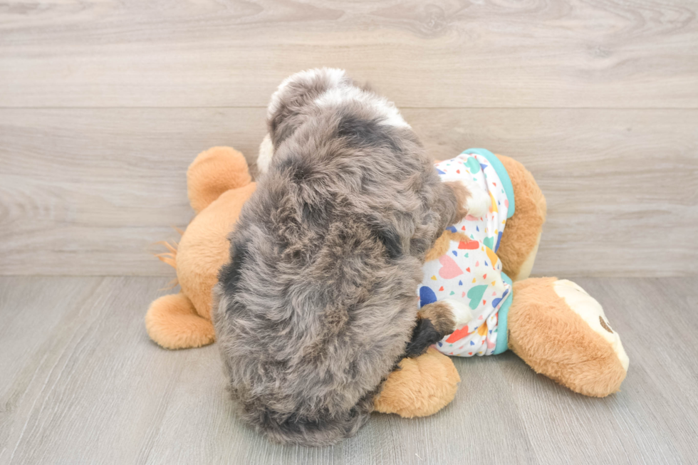Sweet Mini Bernedoodle Baby