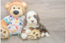 Mini Bernedoodle Puppy for Adoption