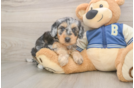Friendly Mini Bernedoodle Baby