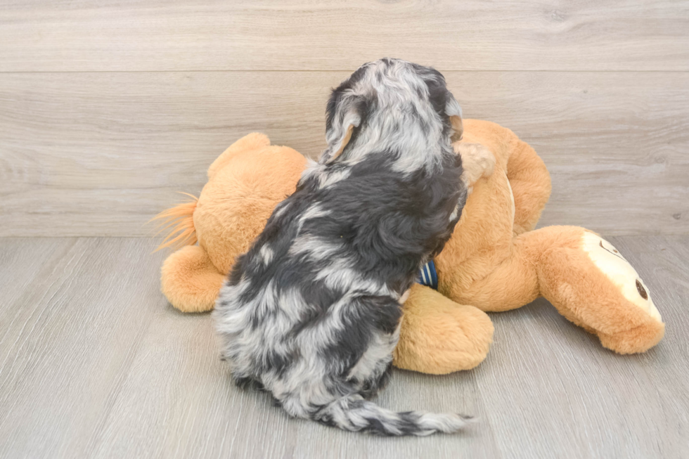 Best Mini Bernedoodle Baby