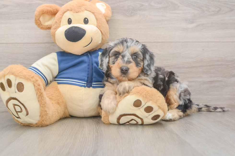 5 week old Mini Bernedoodle Puppy For Sale - Premier Pups
