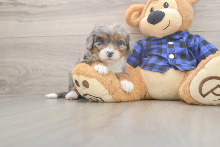 Mini Bernedoodle Puppy for Adoption