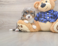 5 week old Mini Bernedoodle Puppy For Sale - Premier Pups