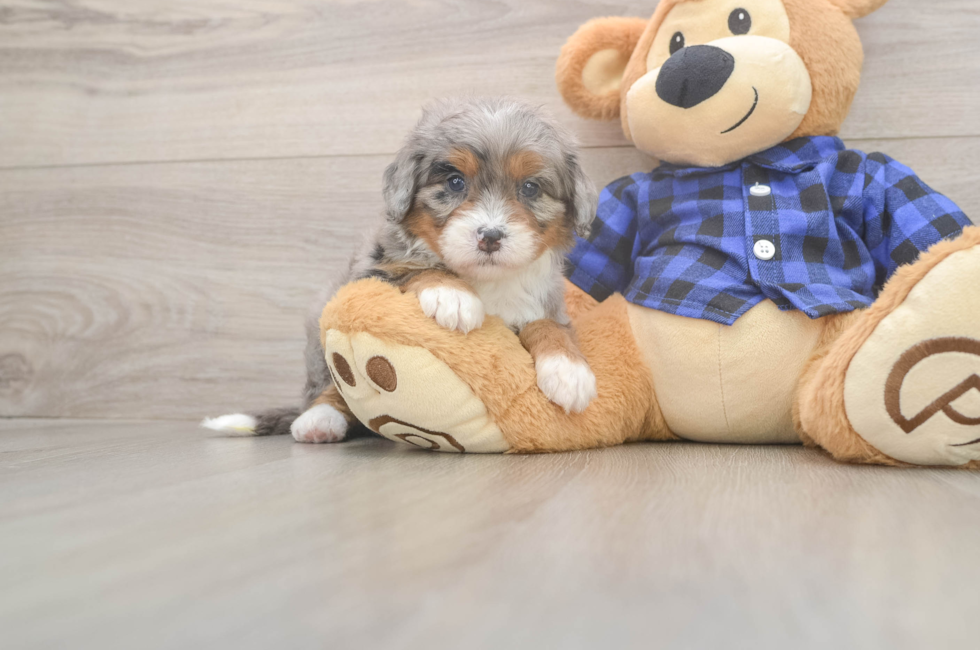 5 week old Mini Bernedoodle Puppy For Sale - Premier Pups