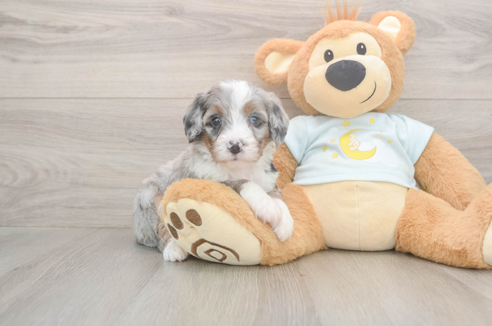 5 week old Mini Bernedoodle Puppy For Sale - Premier Pups