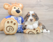 6 week old Mini Bernedoodle Puppy For Sale - Premier Pups