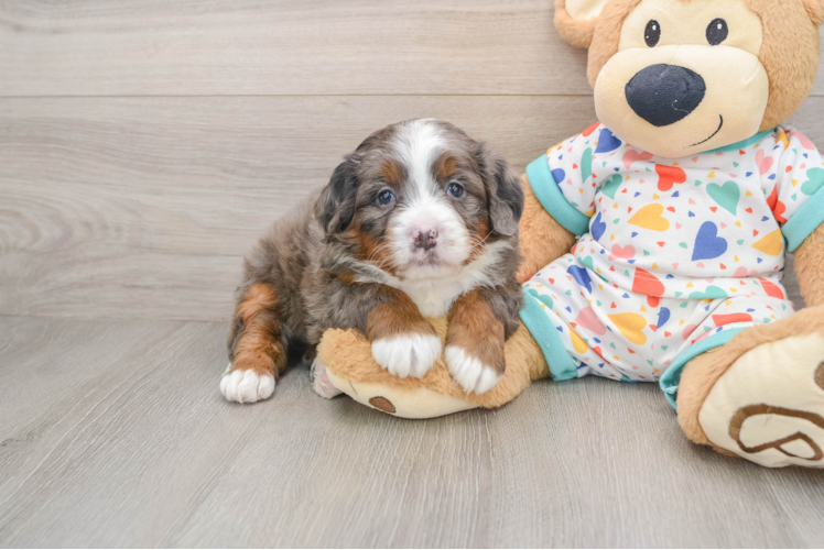 Mini Bernedoodle Puppy for Adoption