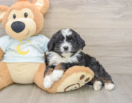 7 week old Mini Bernedoodle Puppy For Sale - Premier Pups