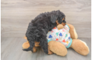 Best Mini Bernedoodle Baby