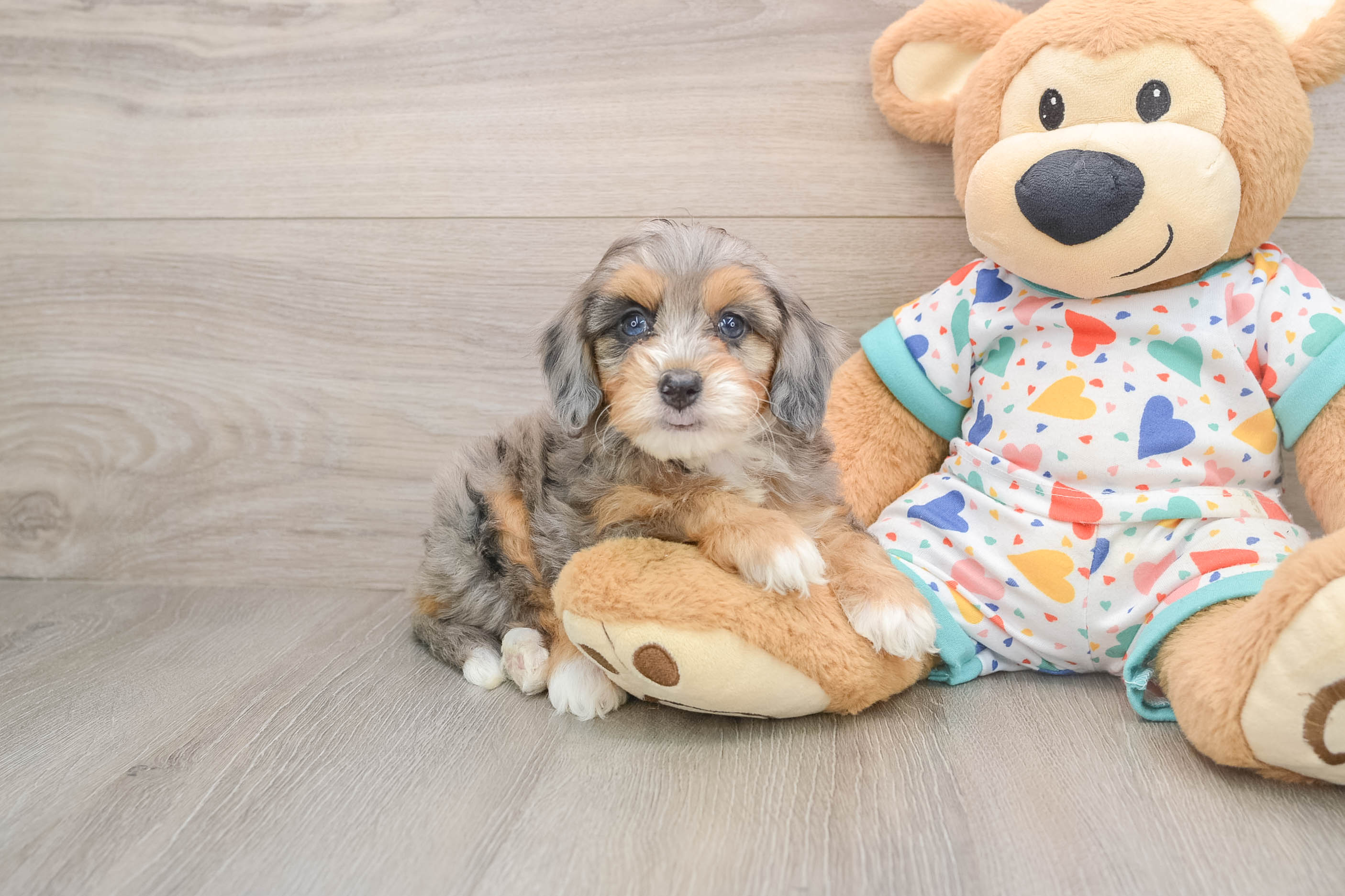 Mini Bernedoodle Puppy for Adoption