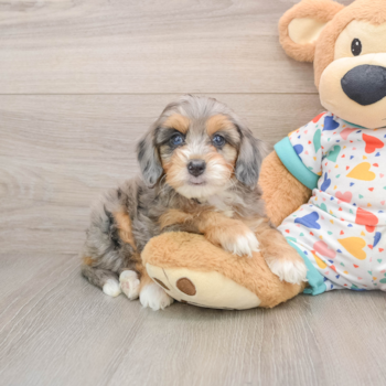 Mini Bernedoodle Puppy for Adoption