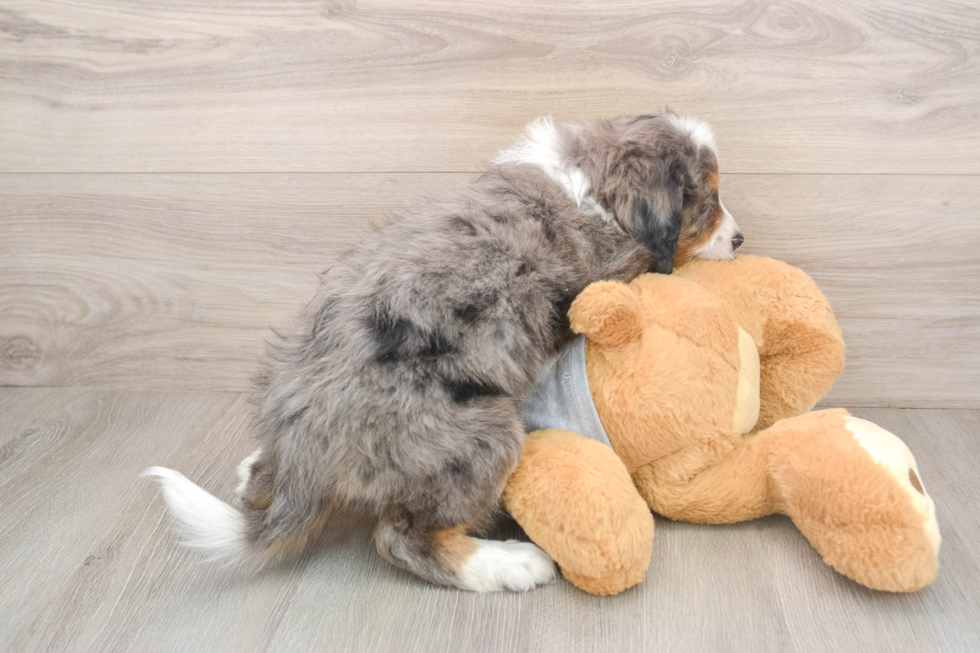 Mini Bernedoodle Pup Being Cute