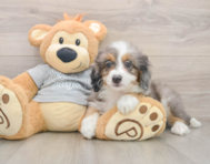 8 week old Mini Bernedoodle Puppy For Sale - Premier Pups