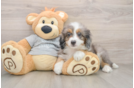 Mini Bernedoodle Puppy for Adoption