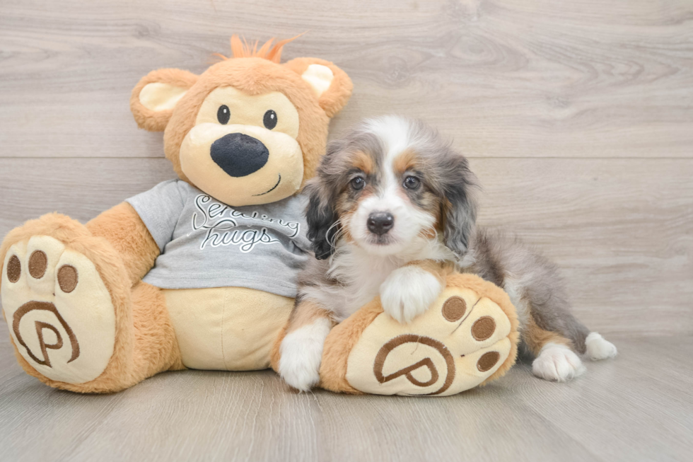 Mini Bernedoodle Puppy for Adoption