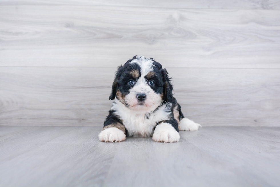 Mini Bernedoodle Pup Being Cute