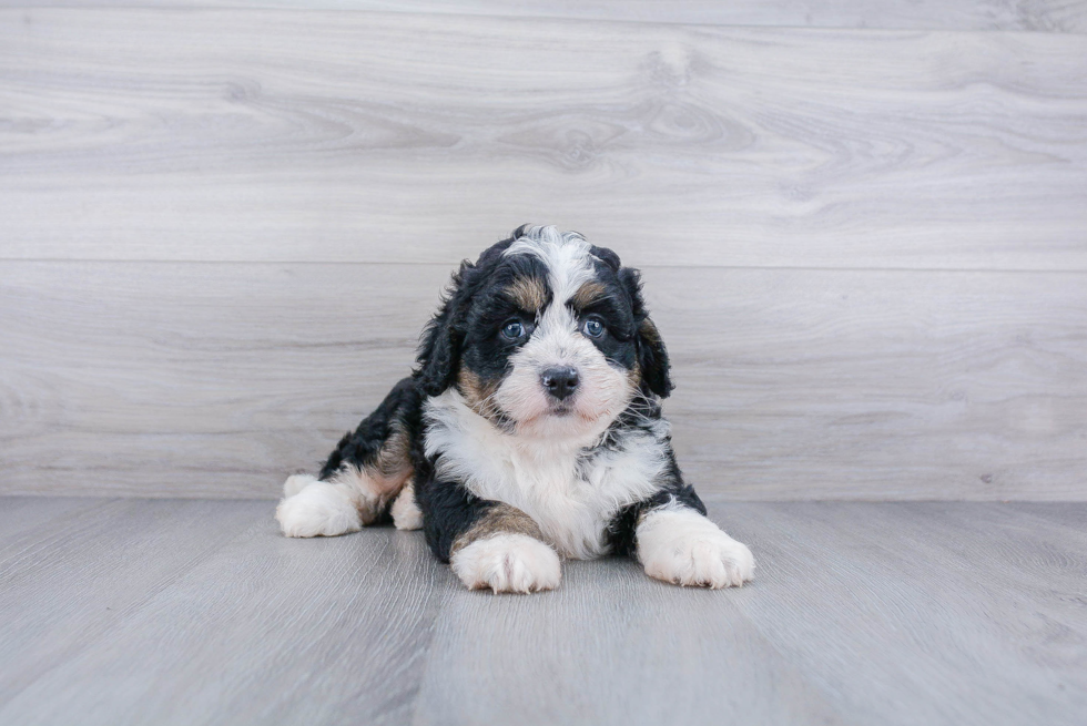 Best Mini Bernedoodle Baby