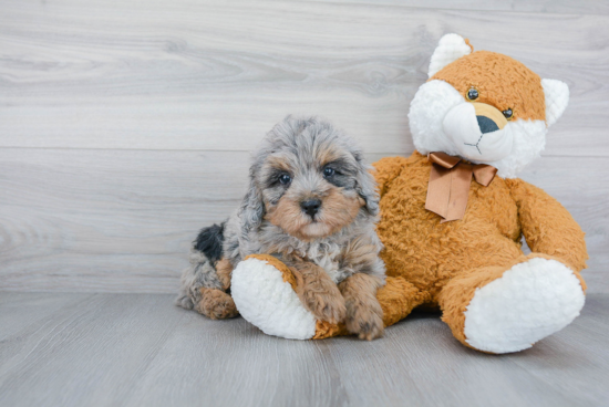 Mini Bernedoodle Puppy for Adoption