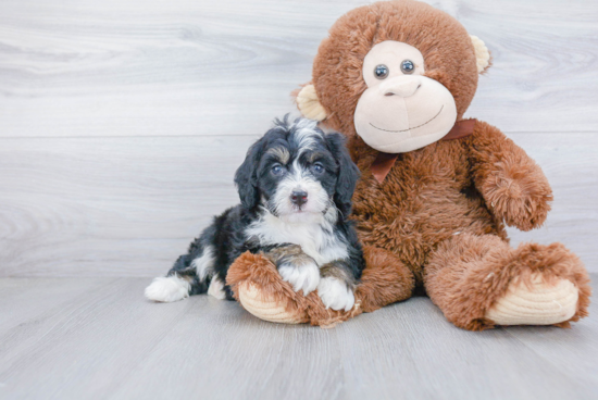 Sweet Mini Bernedoodle Baby