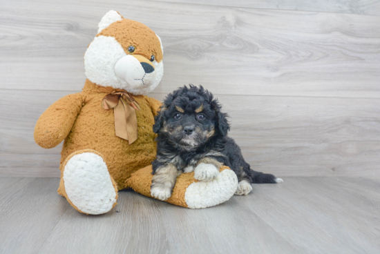 Sweet Mini Bernedoodle Baby