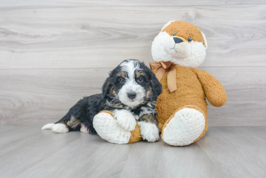 Best Mini Bernedoodle Baby