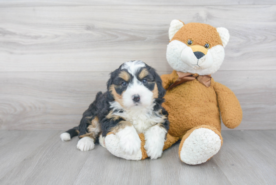 Best Mini Bernedoodle Baby