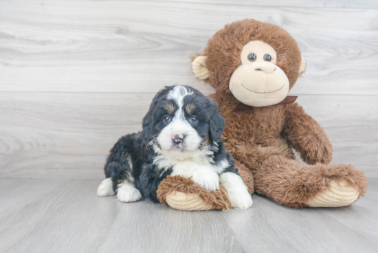 Sweet Mini Bernedoodle Baby