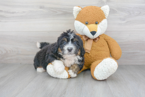 Mini Bernedoodle Pup Being Cute