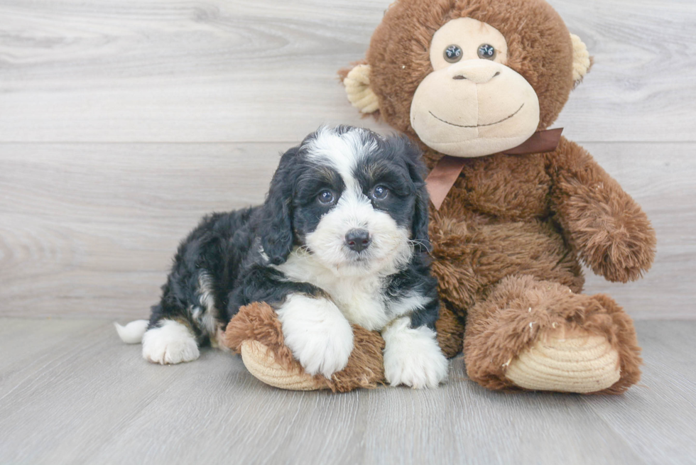 Mini Bernedoodle Puppy for Adoption