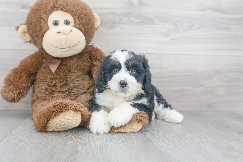 Mini Bernedoodle Pup Being Cute