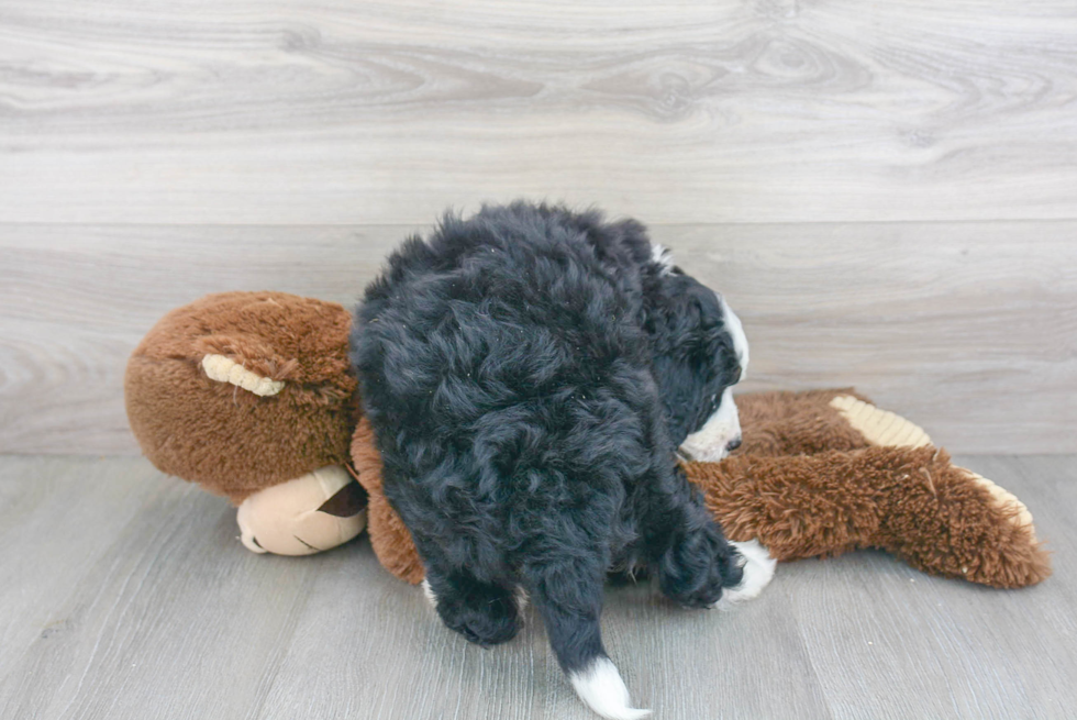 Playful Bernadoodle Poodle Mix Puppy