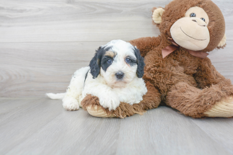 Adorable Mini Berniedoodle Poodle Mix Puppy