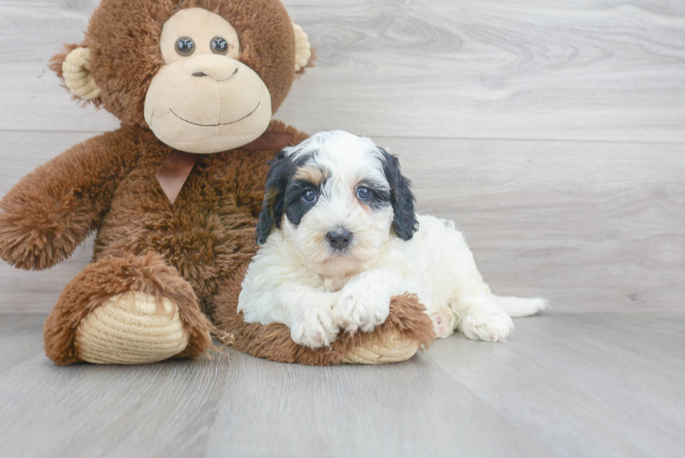 Mini Bernedoodle Puppy for Adoption