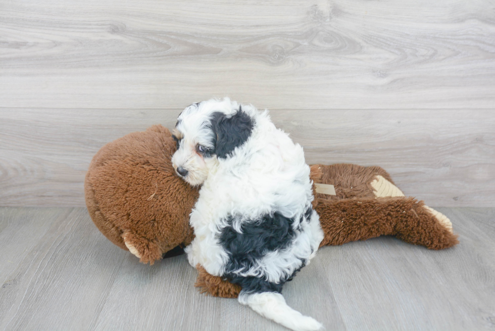 Mini Bernedoodle Puppy for Adoption