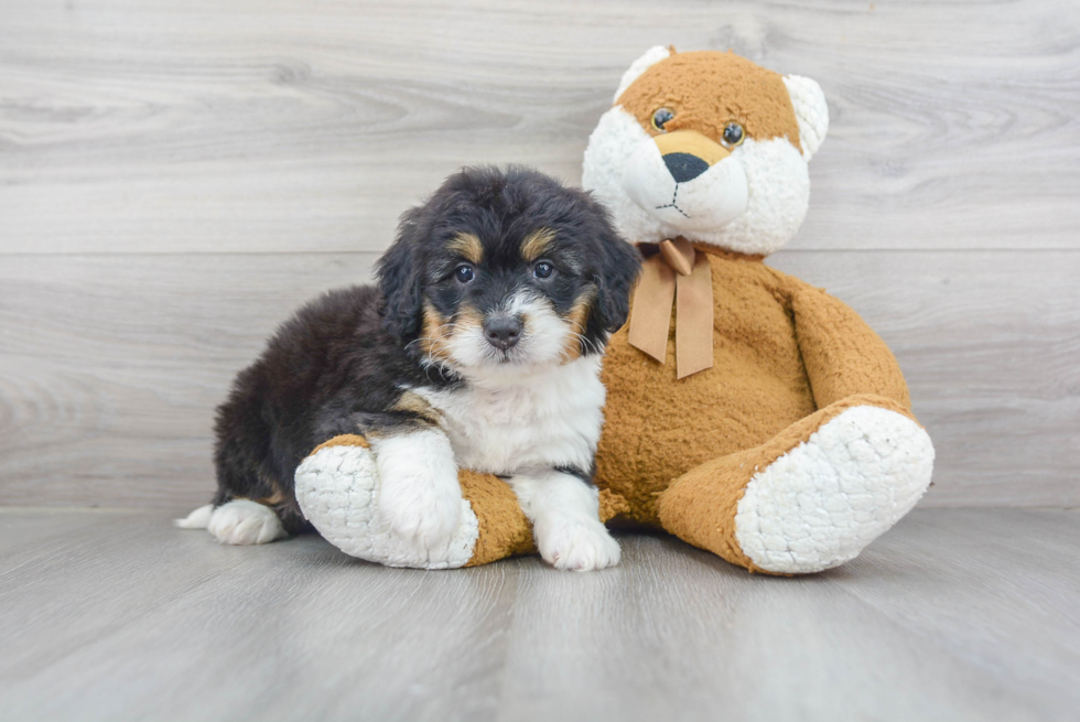 Best Mini Bernedoodle Baby