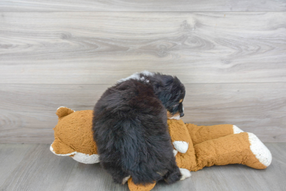 Adorable Mini Berniedoodle Poodle Mix Puppy