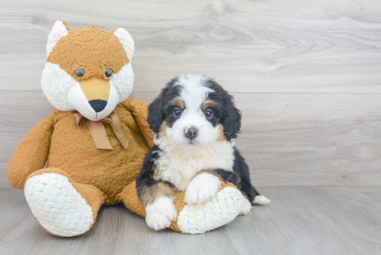 Petite Mini Bernedoodle Poodle Mix Pup