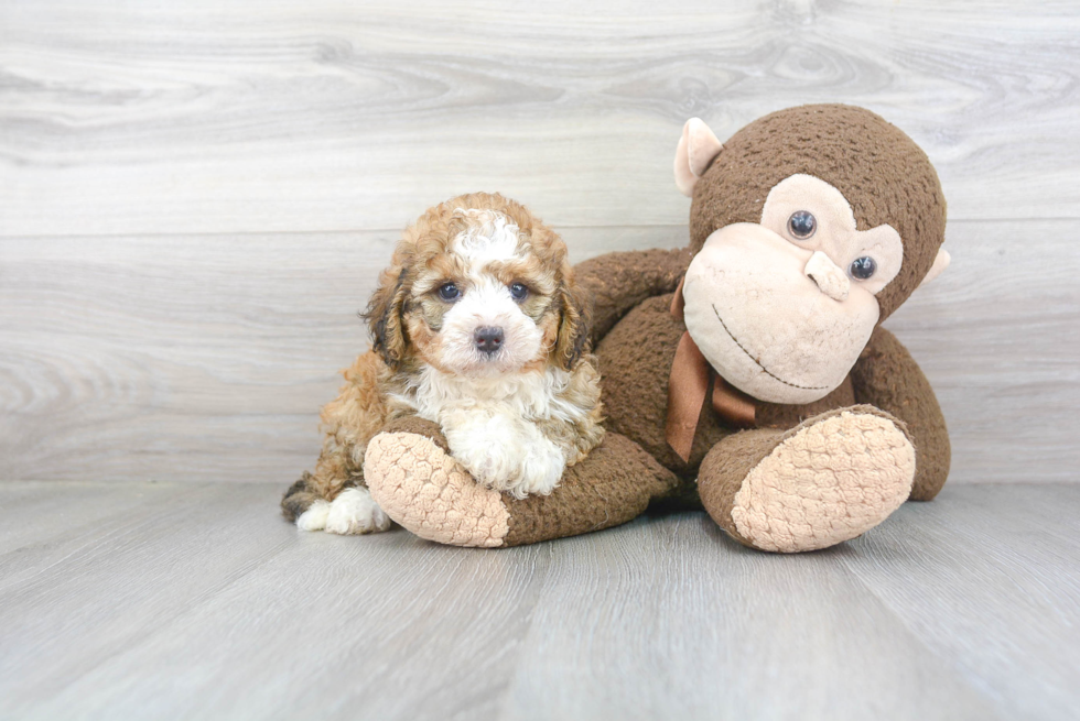 Little Bernadoodle Poodle Mix Puppy