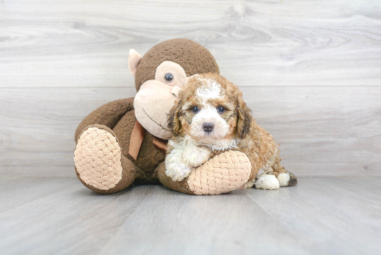 Best Mini Bernedoodle Baby