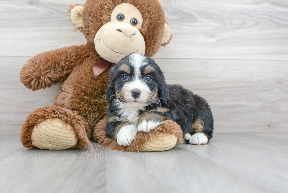 Little Bernadoodle Poodle Mix Puppy